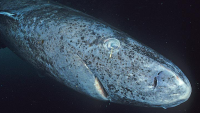 Leave the Greenland sharks alone