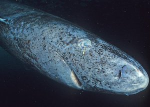 Leave the Greenland sharks alone