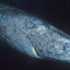 Leave the Greenland sharks alone