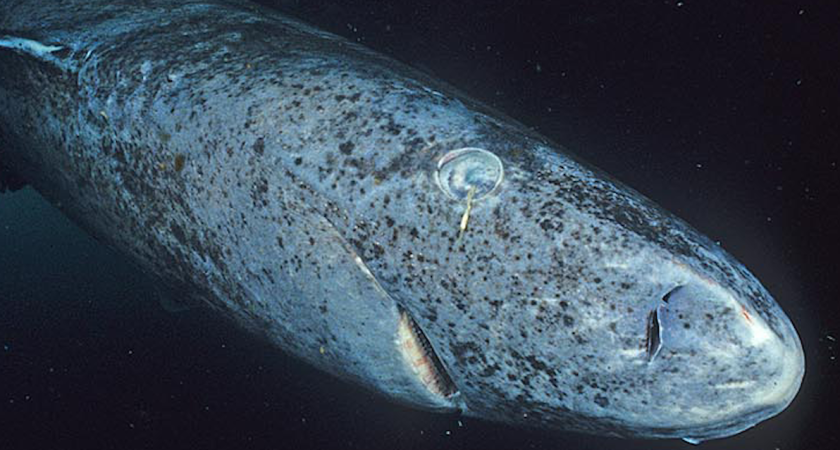 Leave the Greenland sharks alone