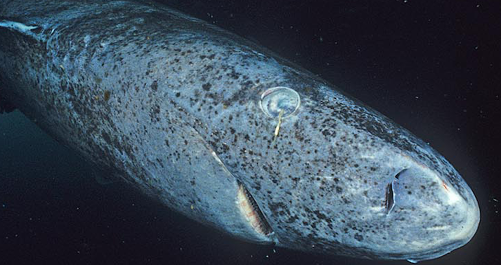 Leave the Greenland sharks alone